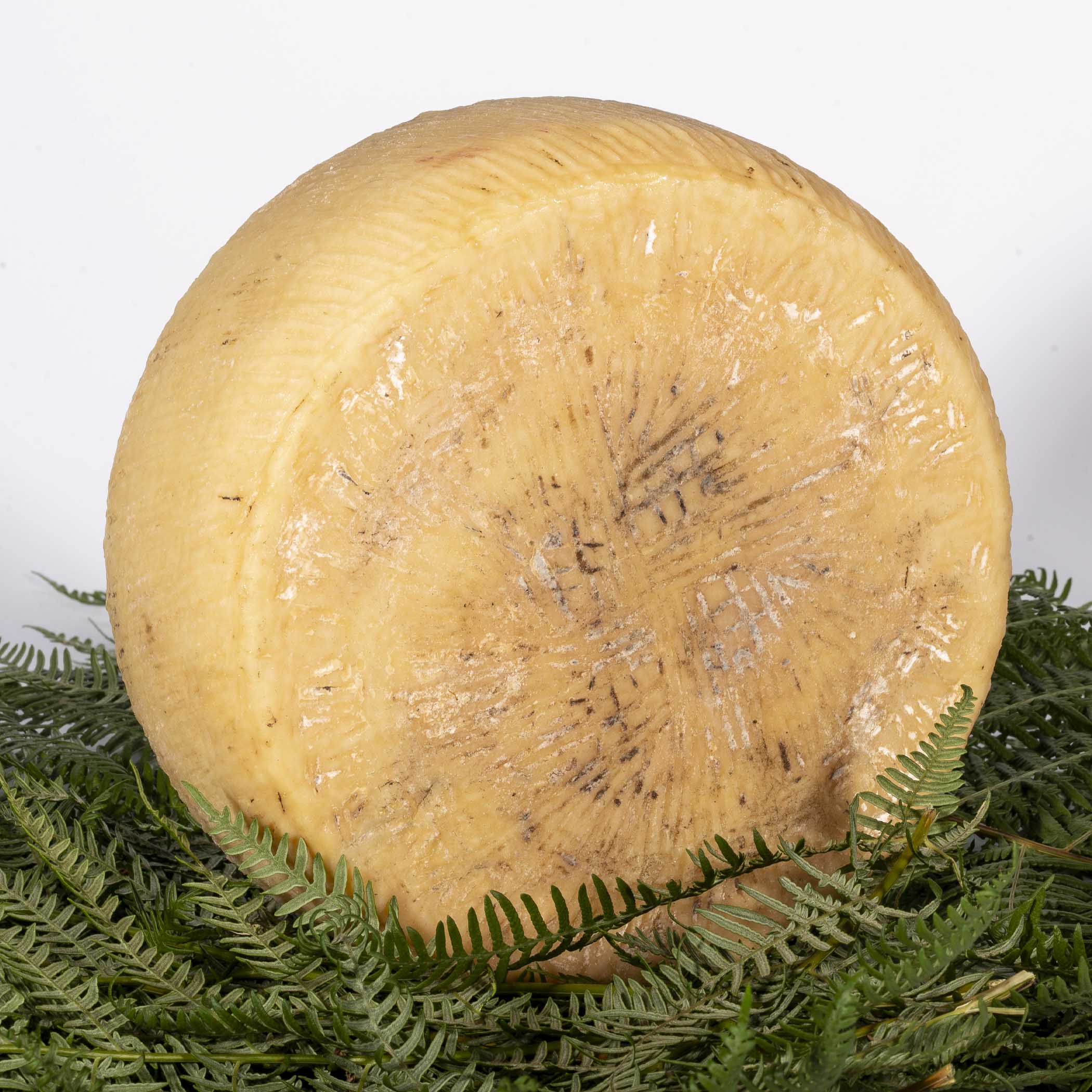 Pecorino stagionato 18-24 mesi grande